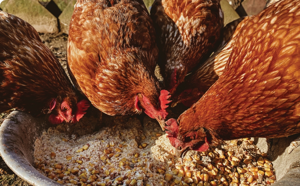 group hens - ARA group hens - ARA